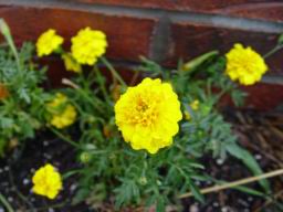 Marigold yellow closeup2.JPG